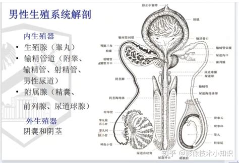 男性性器官|小知识:男性生殖系统概述